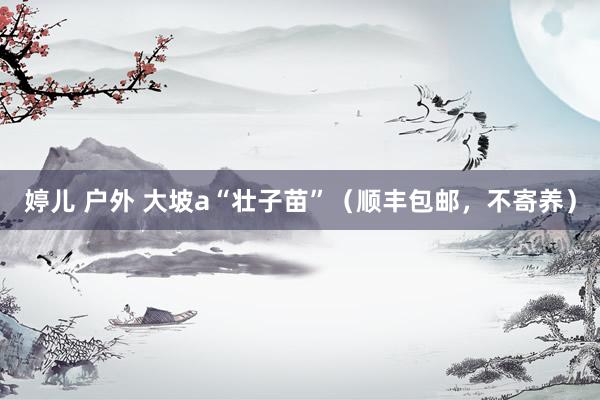婷儿 户外 大坡a“壮子苗”（顺丰包邮，不寄养）